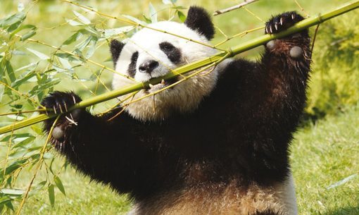 Zoopark von Beauval Fotos