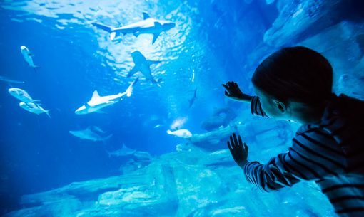 Aquarium of Paris Photos