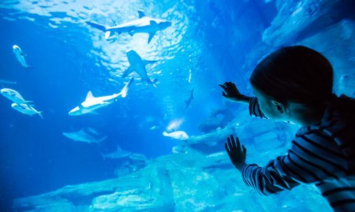 Aquarium von Paris Fotos