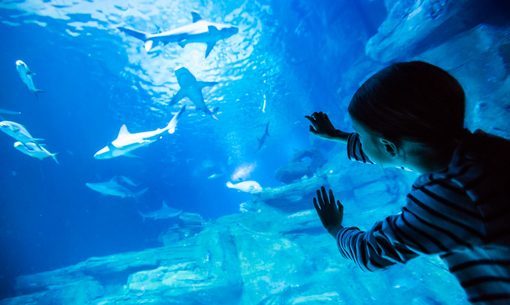 Acuario de París Fotos