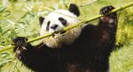Zooparc de Beauval Fotos
