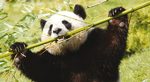 Beauval Zoopark Photos