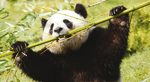 Beauval Zoopark Photos
