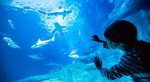 Aquarium of Paris Photos
