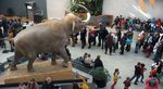 Muséum d'histoire naturelle de Toulouse 