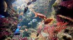 Acquario La Rochelle Foto