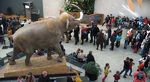 Muséum d'histoire naturelle de Toulouse 