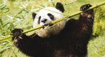 Zoopark von Beauval Fotos