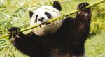 Beauval Zoopark Photos