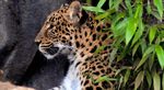 Ménagerie, le zoo du Jardin des Plantes Photos