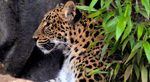 Menagerie, lo zoo del Jardin des Plantes Foto