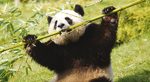 Beauval Zoopark Photos