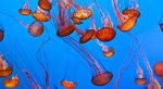 Aquarium Sea Life à Londres - Bassin aux méduses