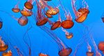 Aquarium Sea Life à Londres - Bassin aux méduses