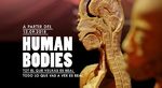 Exposition Temporaire Human Bodies Anatomia de la Vida - Barcelone