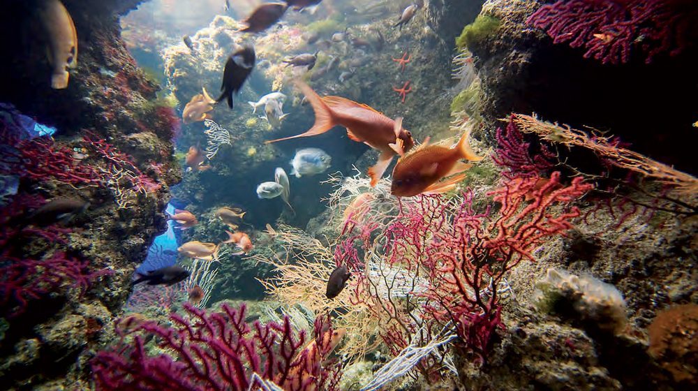 Aquarium La Rochelle Photos 2