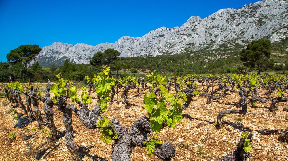 City Pass Aix-en-Provence - Vignes du Pays d'Aix - Sud LuberonCity Pass Aix-en-Provence - Vignes du Pays d'Aix - Sud Luberon © Sophie Spitéri 