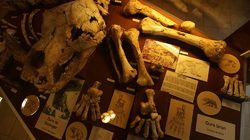 Musée de Préhistoire de Tautavel