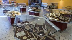 Musée de Préhistoire de Tautavel