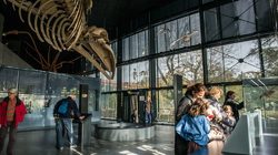 Muséum d'histoire naturelle de Toulouse 