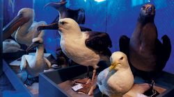 Muséum d'histoire naturelle de Toulouse 