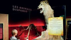 Muséum d'histoire naturelle de Toulouse 