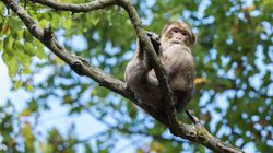 Montagne des Singes
