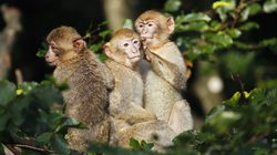 Montagne des Singes