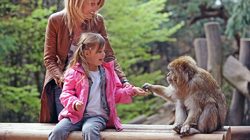 Montagne des Singes