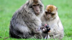 Montagne des Singes