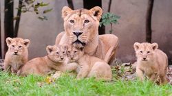 Parc Zoologique et Botanique de Mulhouse - Lions Parc Zoologique et Botanique de Mulhouse - Ours Blancs Parc Zoologique et Botanique de Mulhouse - Ours Blancs © Guilhem de Lépinay