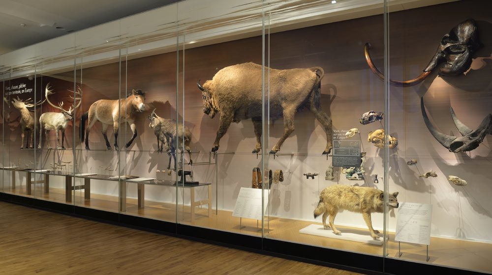 Musée de l'Homme Photos 1