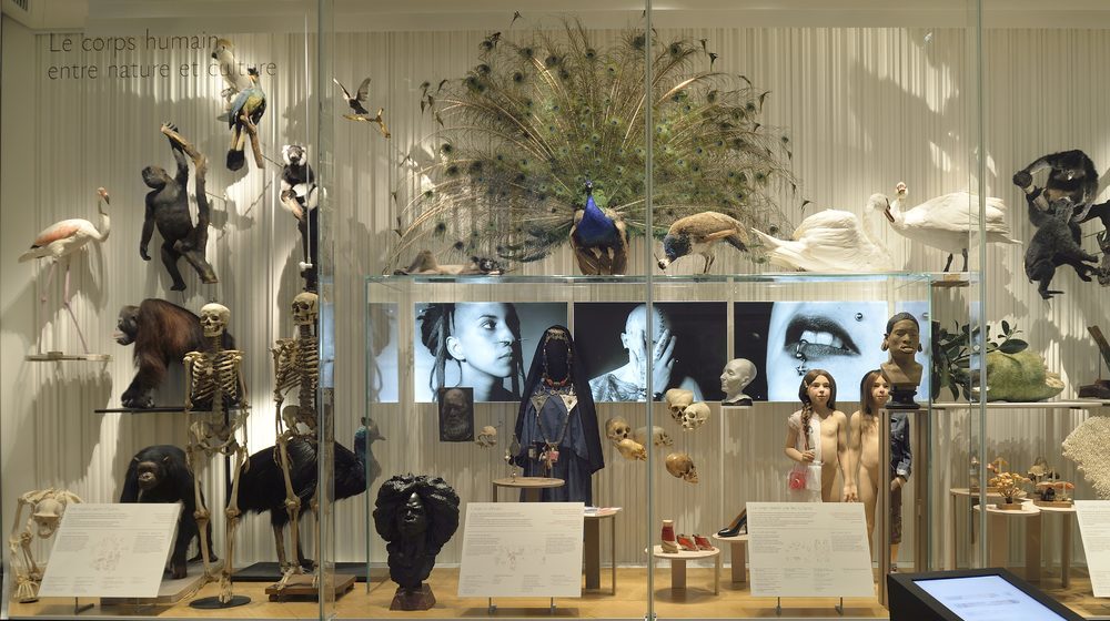 Musée de l'Homme Photos 4