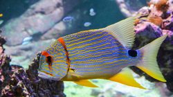Les aquariums à la Cité de la Mer Cherbourg