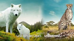 Zoopark von Beauval Fotos 2