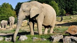 Zoopark von Beauval Fotos 3