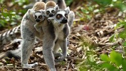 Paris Zoological Park Photos 6