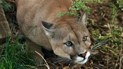 Paris Zoological Park Photos 4