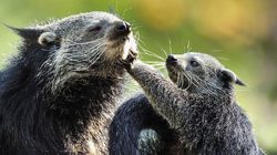 Menagerie, lo zoo del Jardin des Plantes Foto 1