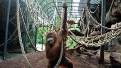 Menagerie, lo zoo del Jardin des Plantes Foto 2