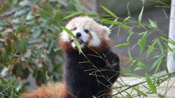 Menagerie, lo zoo del Jardin des Plantes Foto 3
