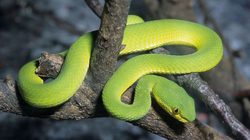Menagerie, lo zoo del Jardin des Plantes Foto 4
