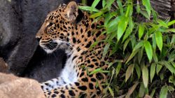 Menagerie, lo zoo del Jardin des Plantes Foto 6