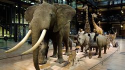 Grande Galerie de l'Évolution - Caravane africaine © MNHN - Patrick Lafaite