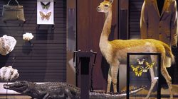 Crocodile et lama, espèces conservées, espèces exploitées - La planète aujourd'hui © MNHN  Bernard Faye