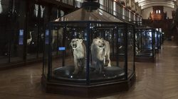 Grande Galerie de l'Evolution - Salle des espèces disparues © MNHN - Bernard Faye