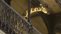 Grande Galerie de l'Evolution Girafe © MNHN - Bernard Faye