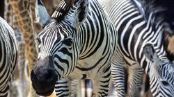 Grande Galerie de l'Evolution - Zèbres de la savane africaine © MNHN - Laurent Bessol