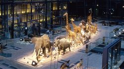 Grande Galerie de l'Évolution en 1994 © MNHN - Bernard Faye