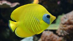 Acquario Tropicale del Palais de la Porte Dorée Foto 4